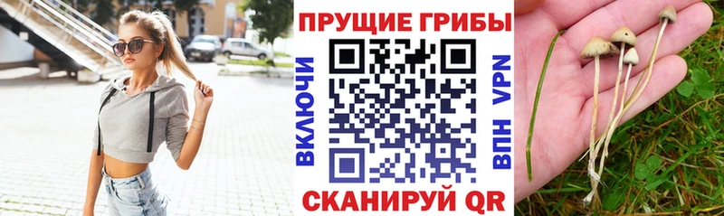 Псилоцибиновые грибы Cubensis  Ревда 